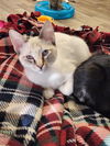 adoptable Cat in  named Kitten 26800 (Destiny)