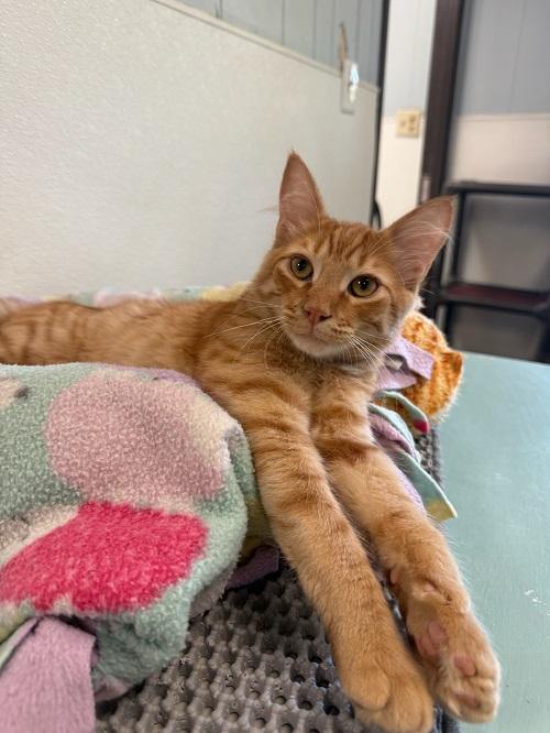 adoptable Cat in Parlier, CA named Kitten 27050 (Dunkin)