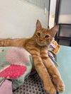 adoptable Cat in  named Kitten 27050 (Dunkin)