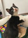 adoptable Cat in  named Billy Bob