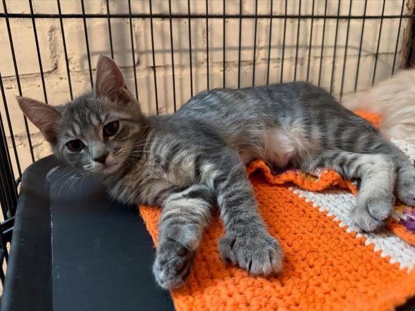 adoptable Cat in Parlier, CA named Xia