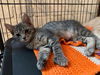 adoptable Cat in  named Xia