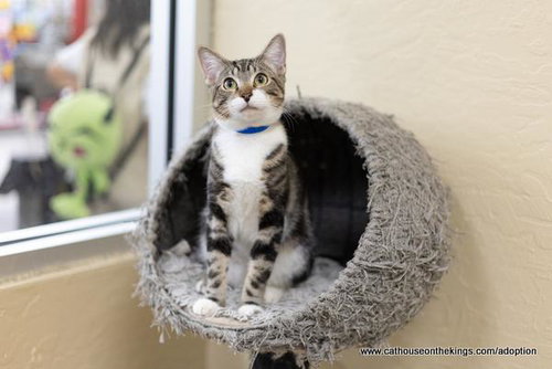 HUNTER - Tabby available for adoption