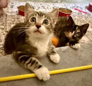 HUNTER - Tabby available for adoption