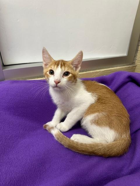 MAC - Abyssinian available for adoption