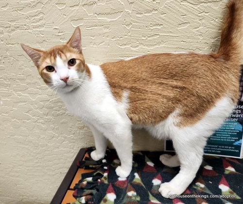 MAC - Abyssinian available for adoption
