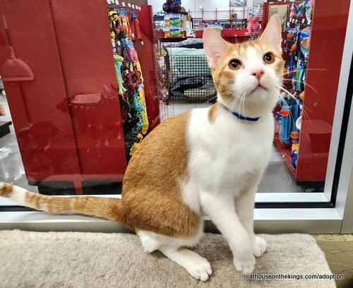 MAC - Abyssinian available for adoption