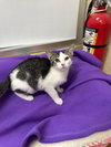 Tinker - Photo 1