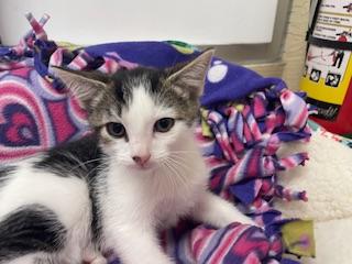 TINKER - Tabby available for adoption