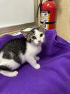 Tinker - Photo 3