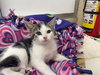 Tinker - Photo 4