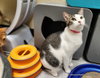 Tinker - Photo 1