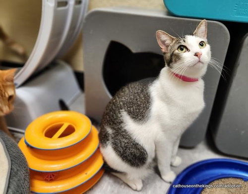 TINKER - Tabby for adoption in Fresno