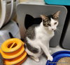 Tinker - Photo 2