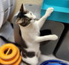 Tinker - Photo 3