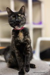 Bella the torti - Photo 1