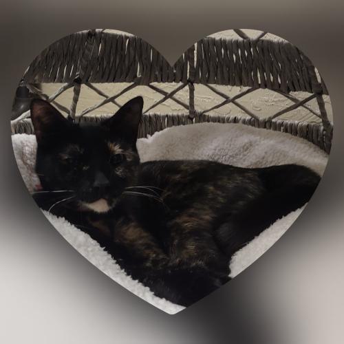 Bella the torti