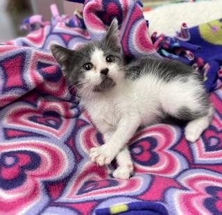 PIKACHU - Domestic Short Hair available for adoption