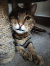 Skittles - Photo 1