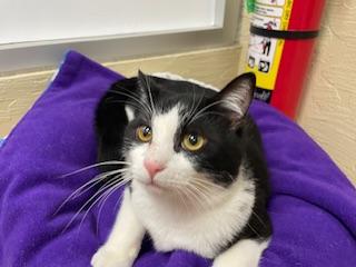 JOEL - Domestic Short Hair available for adoption