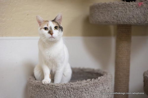 picture of the cat needing adoption