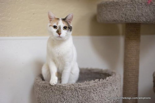 SHIRLEY - Calico / Oriental Short Hair available for adoption