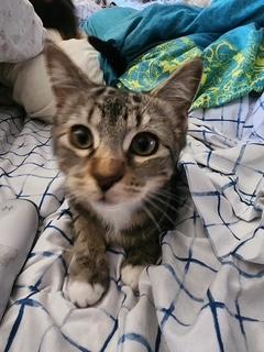 MAKO - Tabby available for adoption