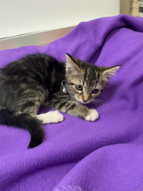 MAKO - Tabby available for adoption