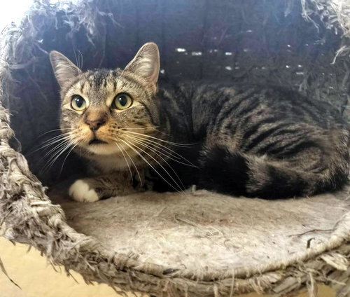 MAKO - Tabby for adoption in Fresno