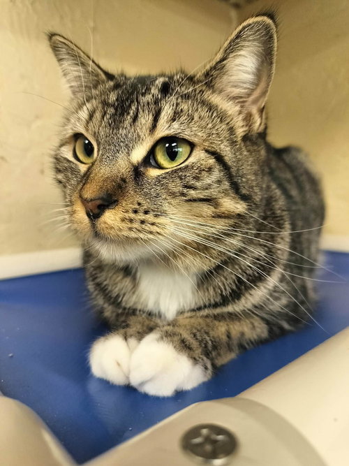 MAKO - Tabby available for adoption