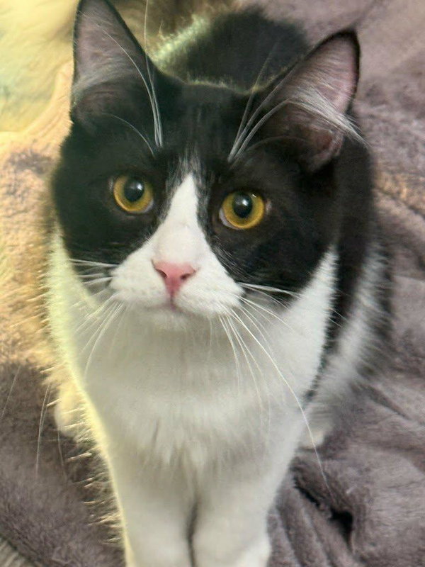 Moe