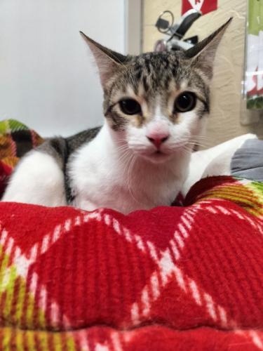TOM - Tabby available for adoption