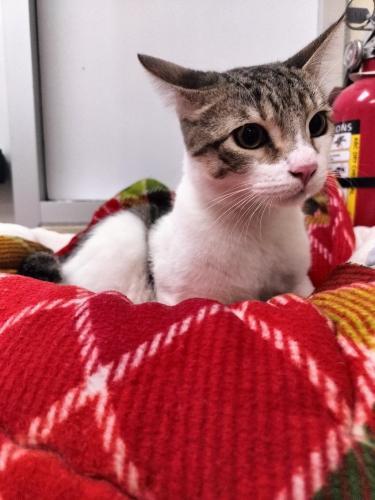 Tom