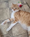 Ruby - Photo 1