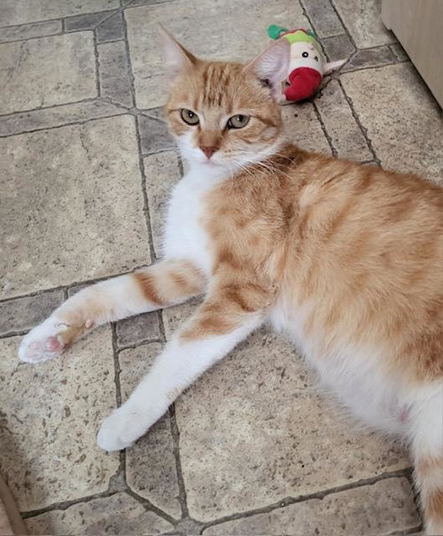 RUBY - Tabby available for adoption