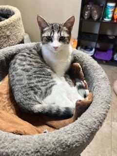 DAPHNE - Tabby available for adoption