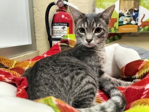 GERRI - Tabby available for adoption