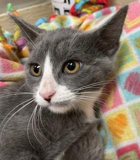 ISABELLA - Domestic Short Hair available for adoption