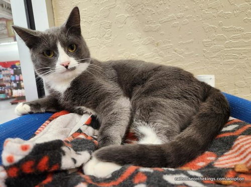 ISABELLA - Domestic Short Hair for adoption in Fresno