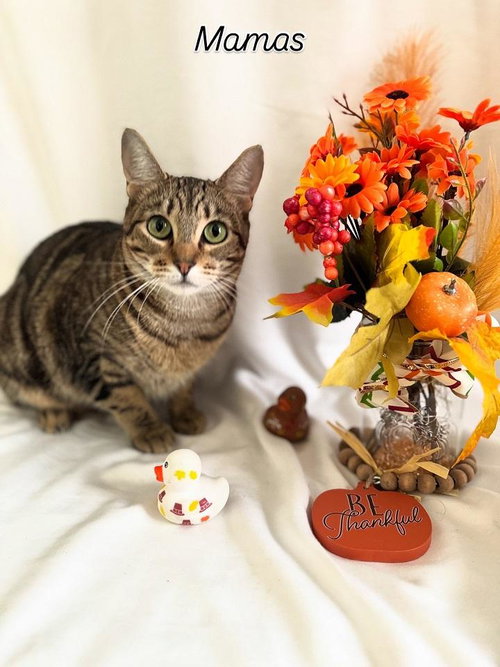 MAMAS - Torbie available for adoption