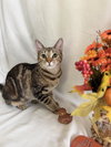 Mamas - Photo 2