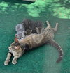 Mamas - Photo 3