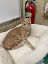 Muffin - Photo 2