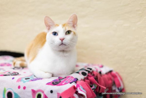 picture of the cat needing adoption