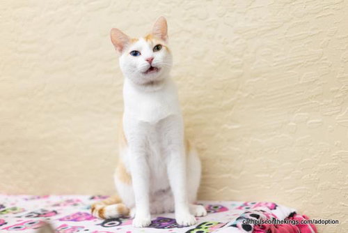 CORAL - Tabby available for adoption