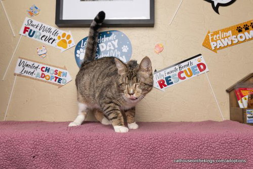 CALI - Tabby available for adoption