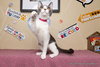 Abby - Photo 1