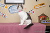 Abby - Photo 3