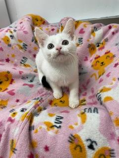 picture of the cat needing adoption