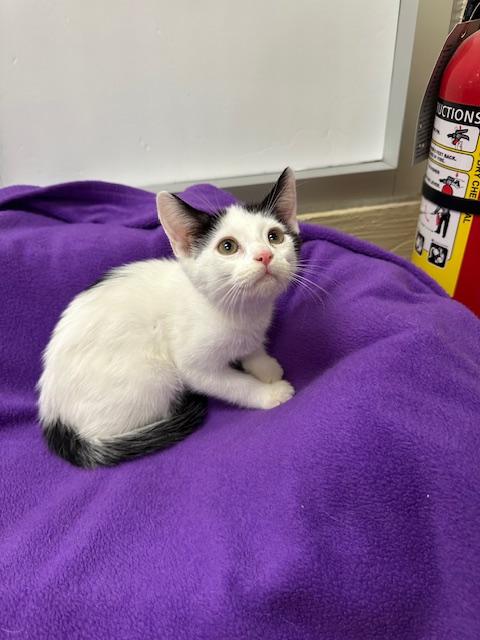 SWISS - Domestic Short Hair available for adoption